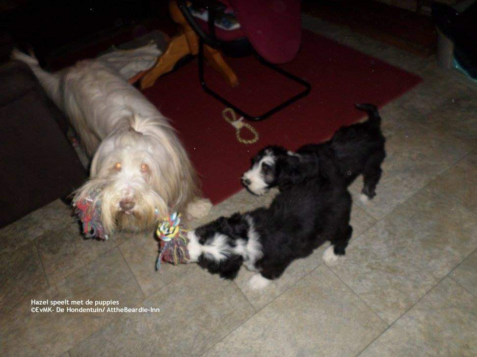 logeetje Hazel en onze puppies BB&B de Hondentuin